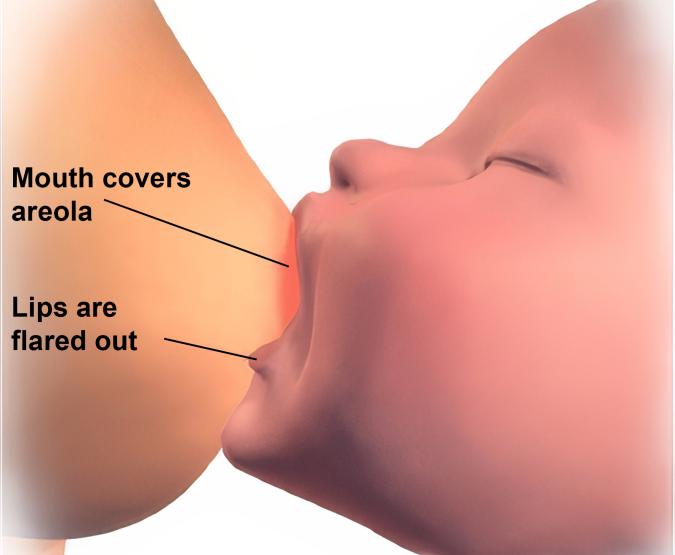 Drawing showing a correct latch during breastfeeding.